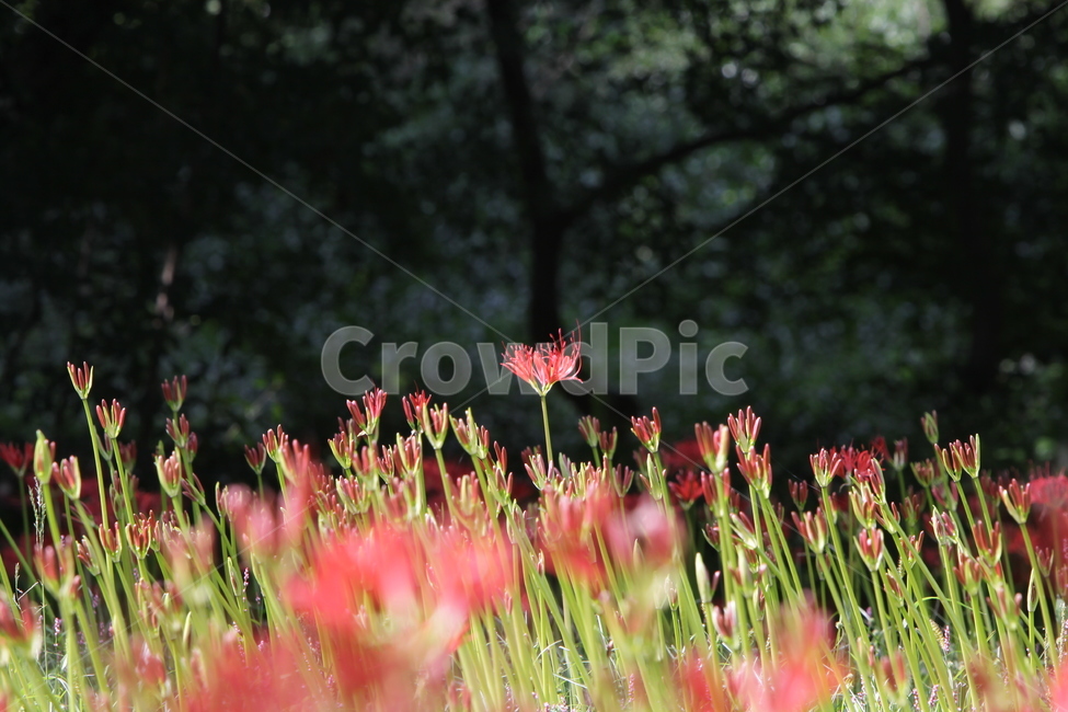 꽃무릇,만개,붉은꽃,석산,가을꽃,식물,자연,plants,nature,꽃,flower