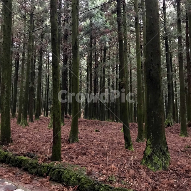 식물,나무,숲,자연,초목,삼림지,작은숲,vegetation,tree,forest,outdoors,woodland