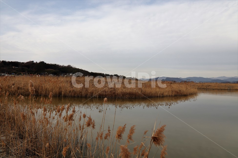 순천만,가을갈대,가을풍경,오솔길,숲길,가을산길,마실,갈대,갈대밭,나무,시골,가을,계절,fall,autumn,season,자연,풍경,nature,landscape,grass,잔디,plant,식물,water,물,land,땅,outdoors,옥외