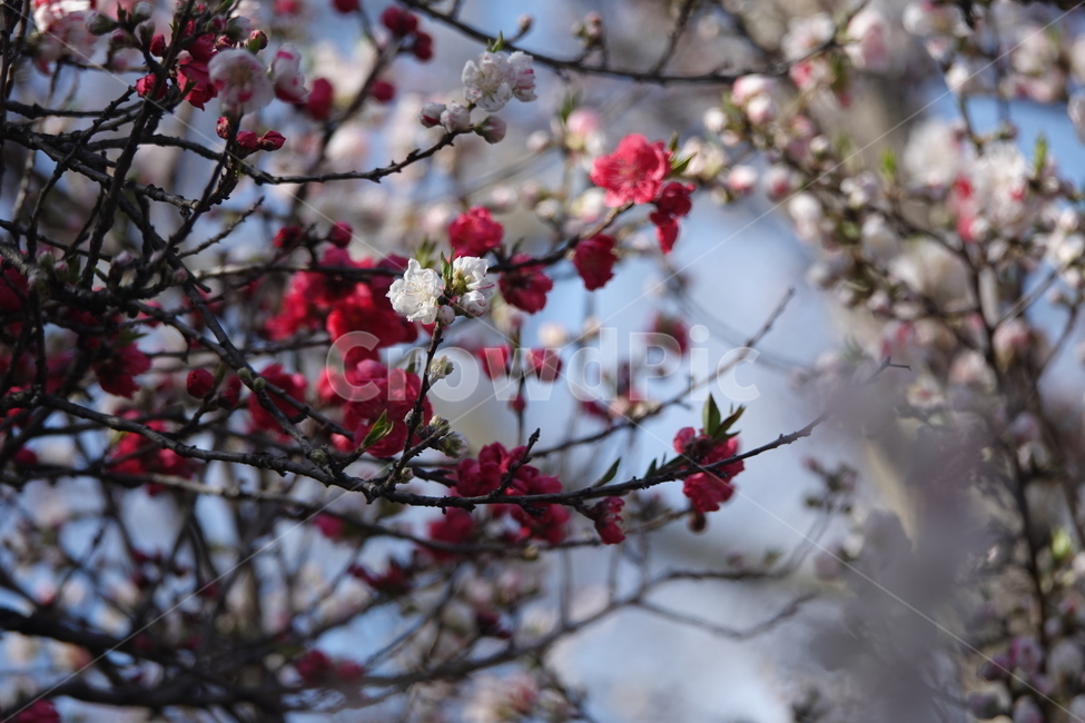 plant,식물,flower,꽃,blossom,식물,자연,plants,nature,꽃,flower