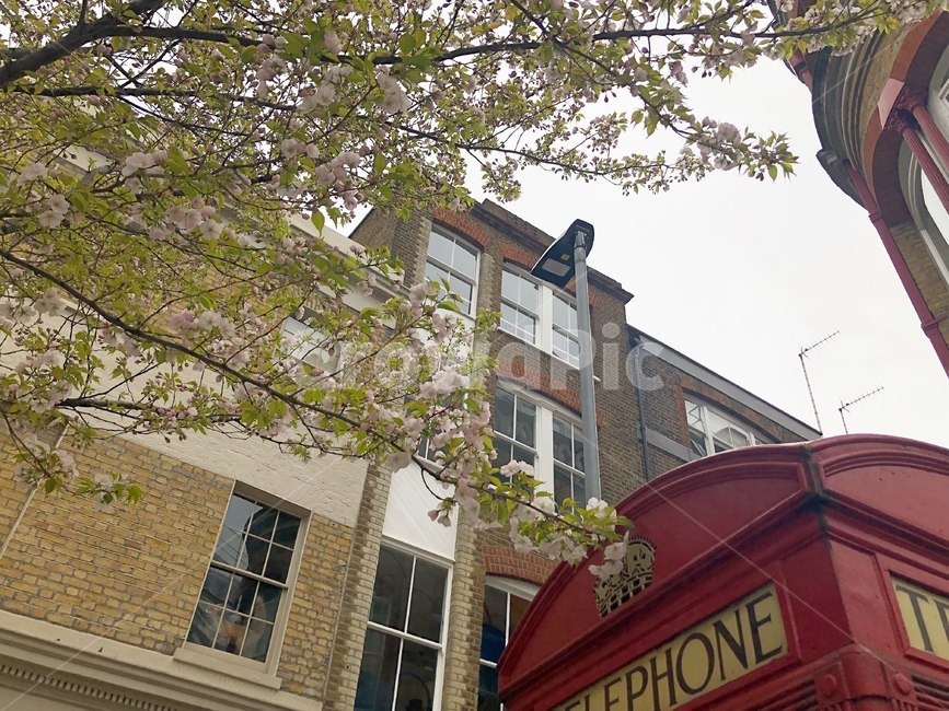런던,영국,벛꽃,봄,전화박스,london,uk,cherryblossom,spring,phonebooth