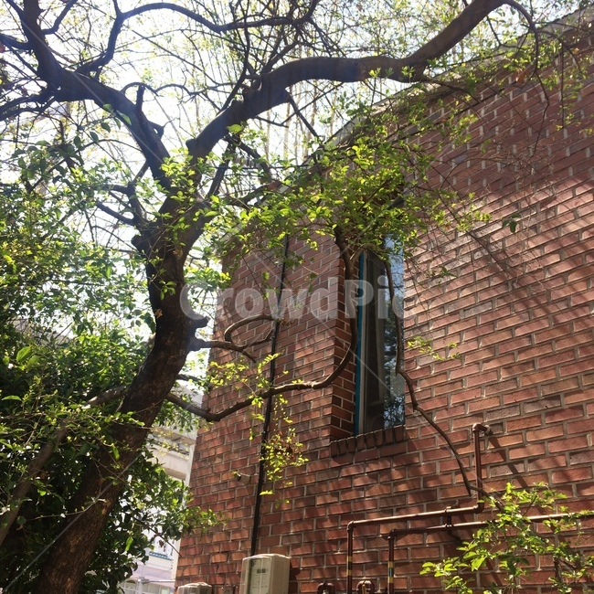 tree,나무,plant,식물,벽돌건물,벽돌,wall,brick,spring,봄햇살,햇볕,분위기,봄감성,건물,옛날건물,building,structure,유럽,유럽스타일,유럽건물,건축물,architecture,봄