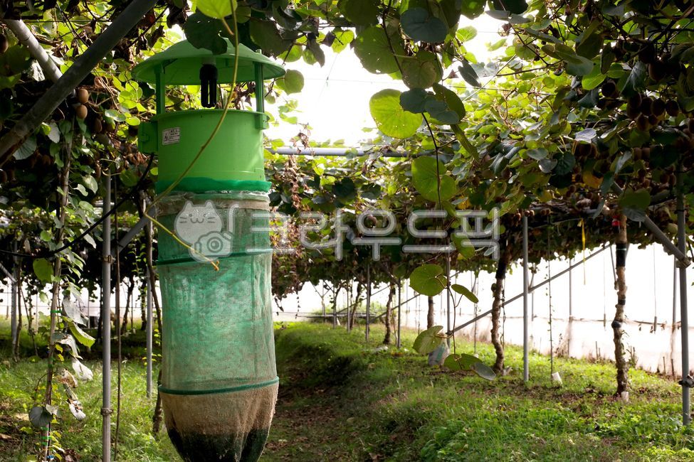 키위,골드키위,과일,제철과일,키위주스,신선,키위농장,나무,농장,열매,kiwi,fruit,gold,green,yellow