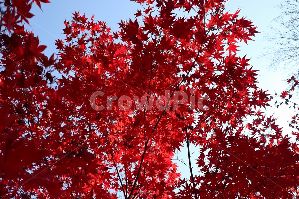 잎,단풍,가을,빨간,계절,가을,계절,fall,autumn,season