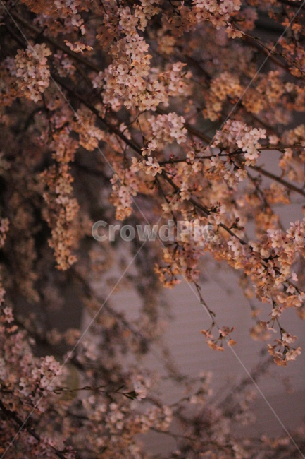 밤벚꽃,가로등빛,봄밤,분홍벚꽃,벚나무,봄,계절,spring,season,plant,식물,blossom,꽃,flower
