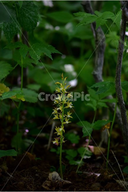 감자난초,야생화,꽃,식물,자연,생태,플라워,flower,plants,nature,식물,자연,plants,nature,꽃,flower