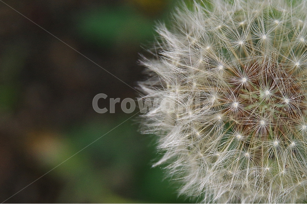 민들레,민들레홀씨,봄꽃,꽃놀이,민들레씨,식물,자연,plants,nature,꽃,flower