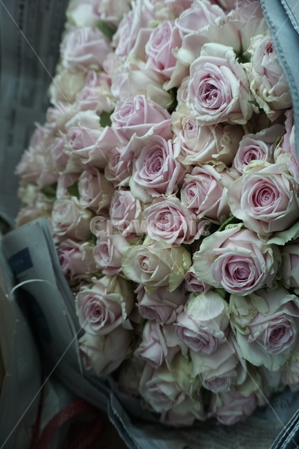 장미,꽃,flower,식물,봄,꽃,flower