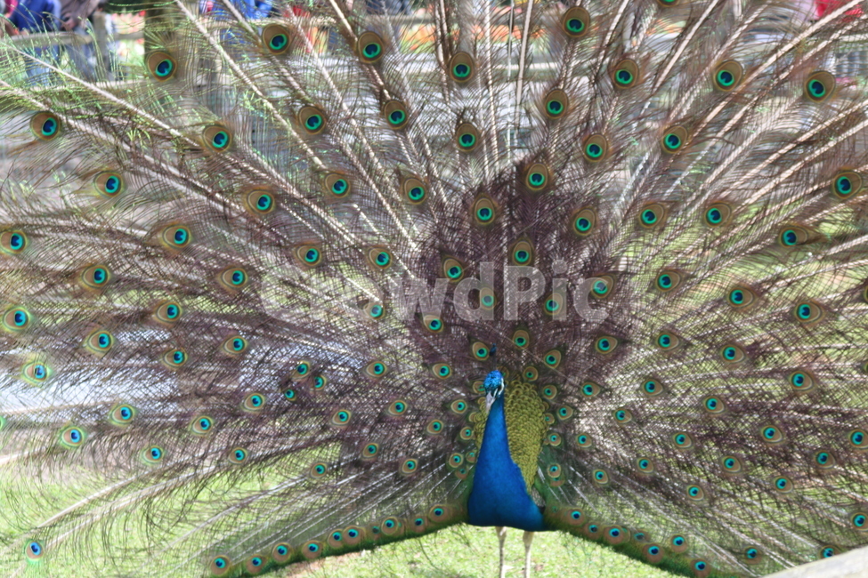 공작새,공작,peacock,새,bird,animal,동물,동물,animal,조류,새,birds