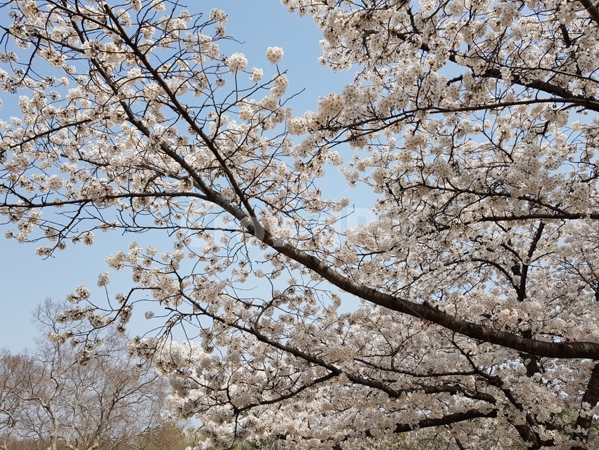 벚꽃,나무,맑은,날씨,자연