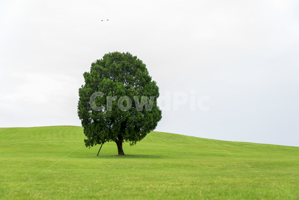 왕따나무,자연,초록,하늘,tree,나무,plant,식물,grass,잔디,자연,풍경,nature,landscape,나무,trees,wood