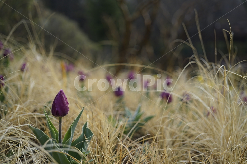 식물,plant,꽃,flower,튤립,tulip,식물,자연,plants,nature,꽃,flower
