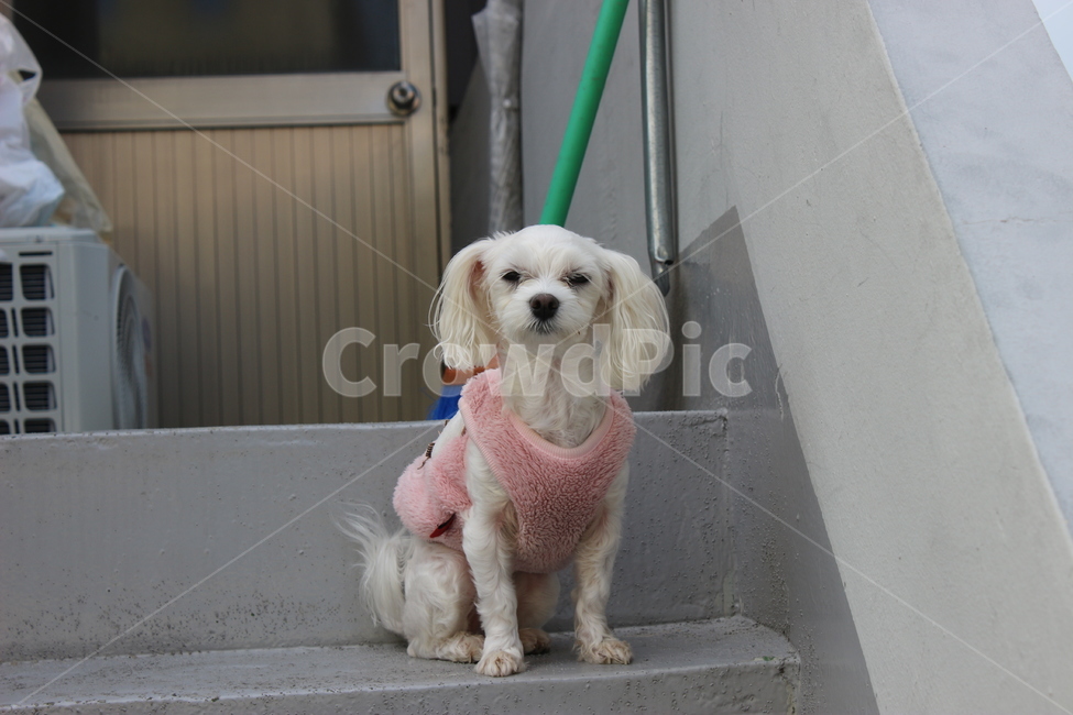 dog,mammal,animal,canine,pet,개,강아지,동물,분홍옷,계단,말티즈,동물,animal,포유류,mammal,개,강아지,dog,doggy