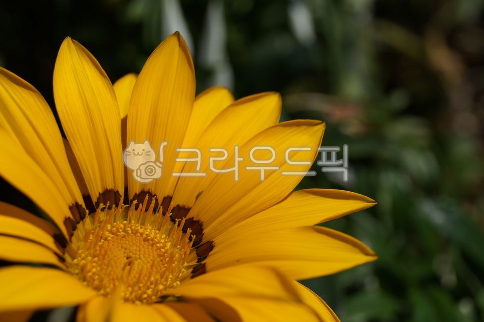 꽃,배경화면,노랑,옐로우,가자니아,gazania