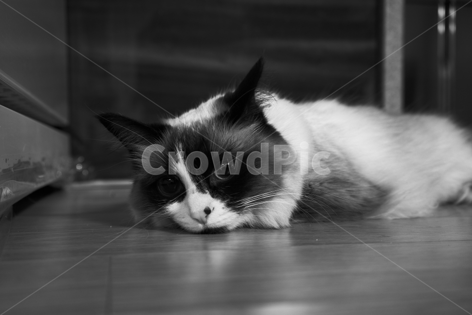 동물,고양이,흑백,귀여움,cat,cute,animal,동물,animal,포유류,mammal,고양이,cat,kitten,kitty,흑백,모노톤,monochrome,black and white