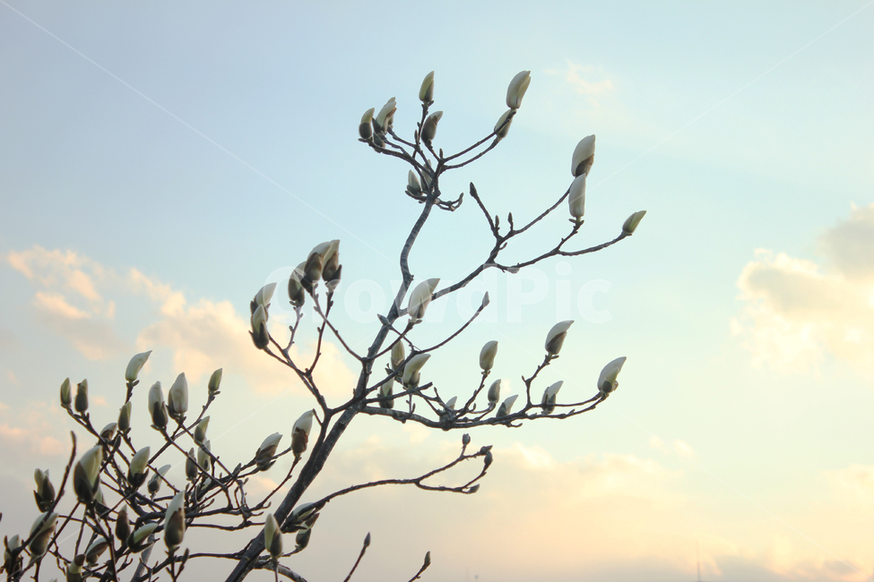 꽃봉우리,하늘,구름,봄,백합,따뜻,식물,자연,plants,nature,꽃,flower