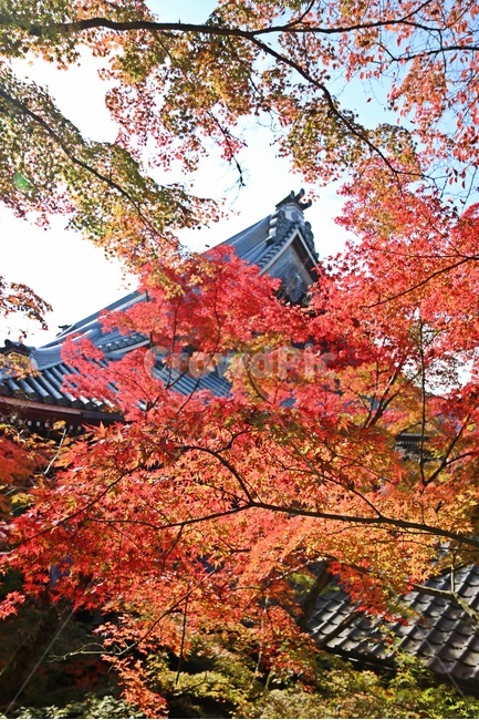 단풍,maple,mapletree,단풍나무,가을단풍,가을,계절,fall,autumn,season,해외,외국,세계,foreign,oversea,world,건축물,건물외관,exterior,building,structure,architecture,construction,leaf,잎,plant,식물,tree,나무