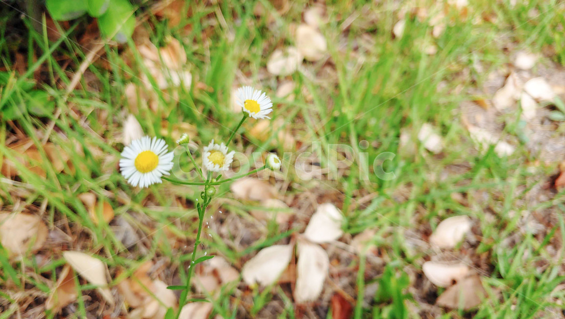 꽃,들꽃,개망초,봄꽃,야생화,길꽃,봄,여름,여름꽃,노랑꽃,흰꽃,springflower,flower,wildflower