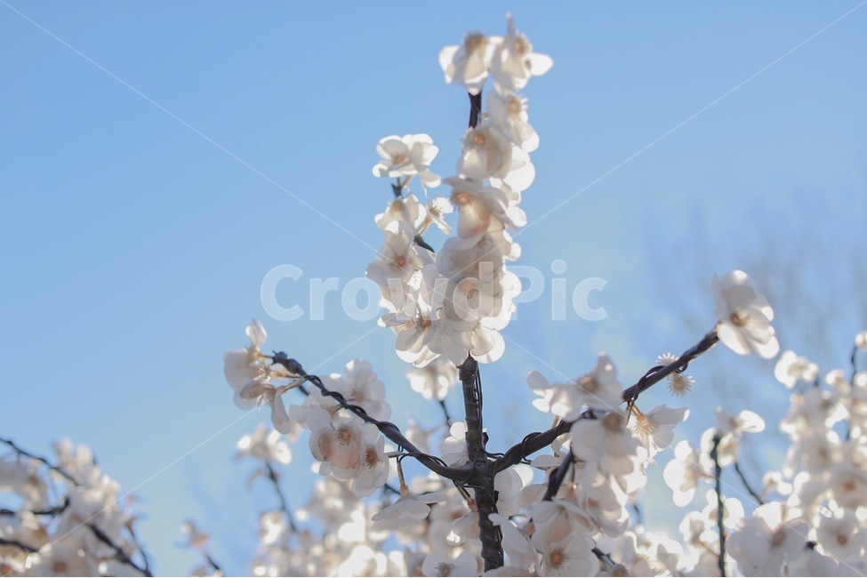 하늘,꽃,조화,벚꽃,봄,겨울,봄,계절,spring,season,식물,자연,plants,nature,꽃,flower,plant