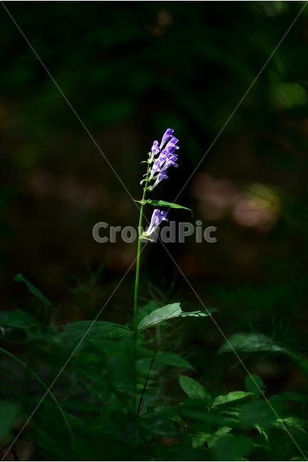 광릉골무꽃,꿀풀과,골무꽃속,야생화,봄,꽃,plant,wild,flower,자연,생태,식생,풀꽃,식물,자연,plants,nature,꽃,flower