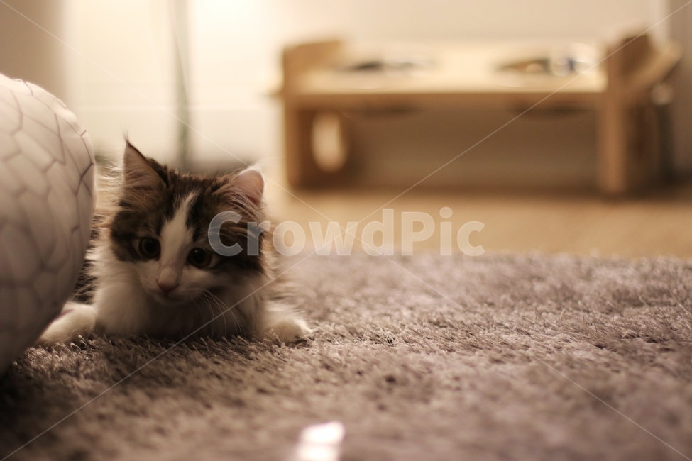 고양이,아기고양이,반려동물,냥이,애완동물,노르웨이숲,동물,animal,포유류,mammal,고양이,cat,kitten,kitty