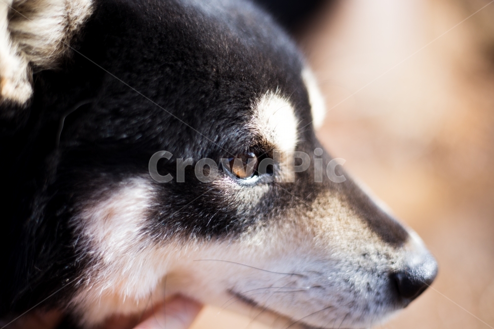 개,강아지,애완견,애완동물,멍멍이,시골개,똥개,동물,animal,포유류,mammal,개,강아지,dog,doggy