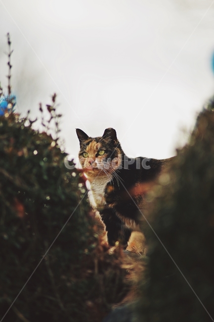 고양이,야옹이,길냥이,cat,cats,냥이,냥,고냥이,나비,겨울,거리,동물,animal,포유류,mammal,고양이,cat,kitten,kitty