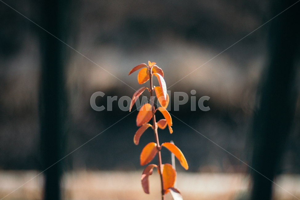 외로움,고독,자연,나무,겨울,겨울나무,단풍,청계천,가을,계절,fall,autumn,season,식물,자연,plants,nature,감성,sensible,feeling