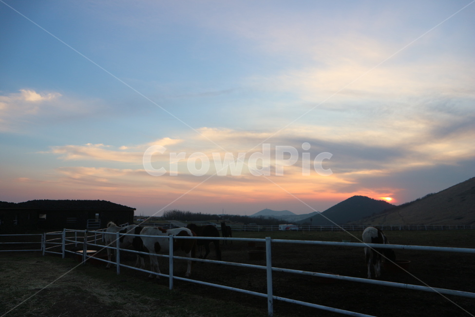 하늘,자연,노을,구름,해질녘,제주도,새별오름,목장,핑크,sky,sunset,pink,nature,석양,동물,animal,포유류,mammal