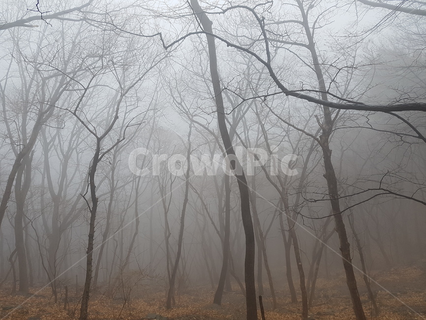 겨울비,운무,구덕산,낙엽,나목,자연,풍경,nature,landscape,weather,날씨,outdoors,옥외