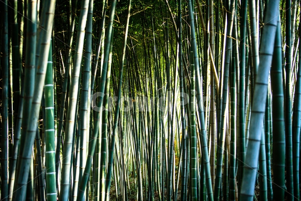 대나무,여름,푸름,대나무숲,초록,자연,풍경,nature,landscape,식물,plants,나무,trees,wood,휴식,힐링,rest,relaxation,healing,plant,bamboo