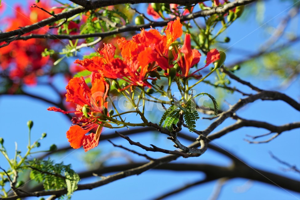 꽃,나무,자연,식물,하늘,파란하늘,flower,sky,nature,크리스마스트리나무,크리스마스트리꽃,외국꽃,열대나무,붉은꽃,redcolor,green,초록,외국자연풍경,식물,자연,plants,nature,꽃,flower