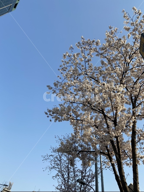 벚꽃,벚꽃나무,봄,꽃,좋은날,blossom,식물,flower