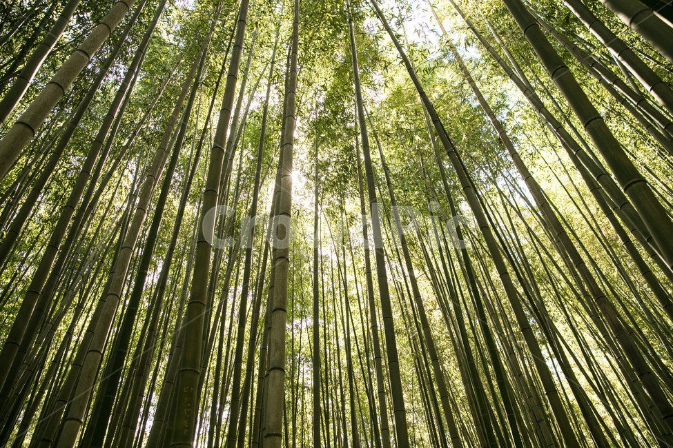 담양,나무,숲,대나무,대나무숲,자연,풍경,nature,landscape,식물,plants,나무,trees,wood,plant