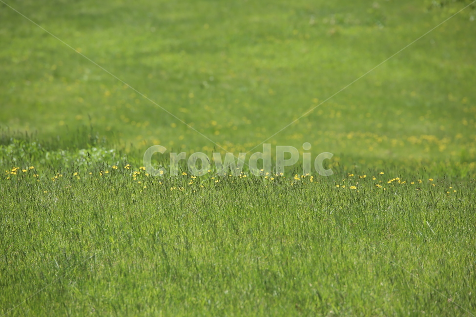 자연,녹색,그린,풀,잔디,green