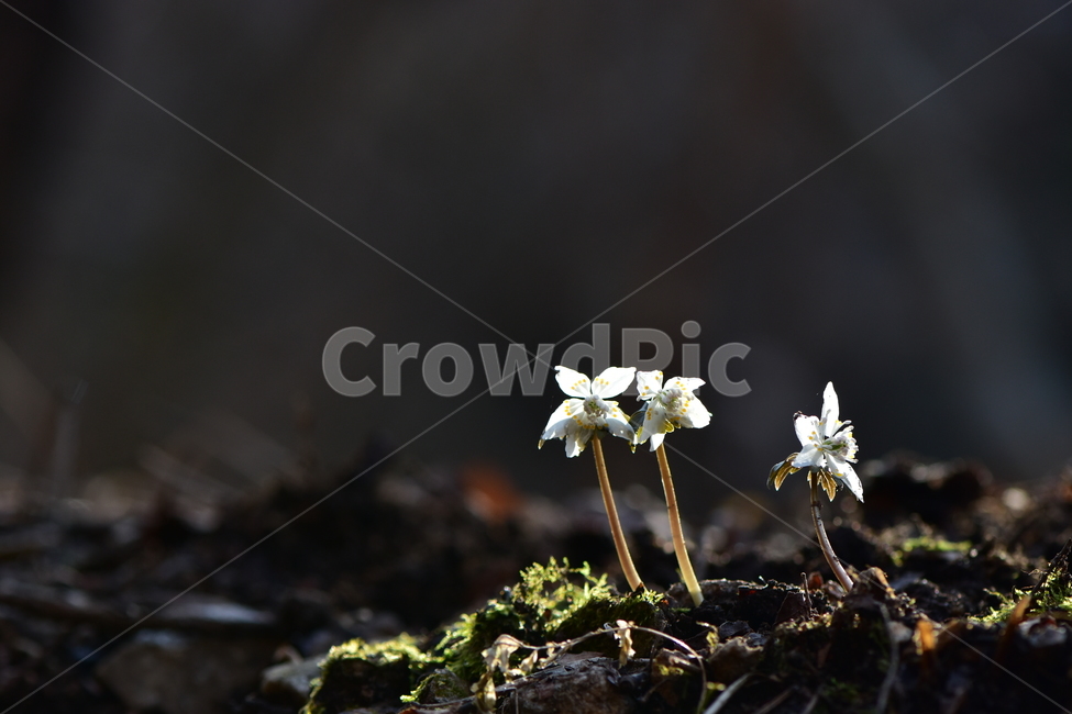 너도바람꽃,야생화,봄,꽃,풀꽃,자연,식물,식생,감성,힐링,plants,nature,spring,season,flower,emotion,feeling,흰색,초본,너도바람꽃속