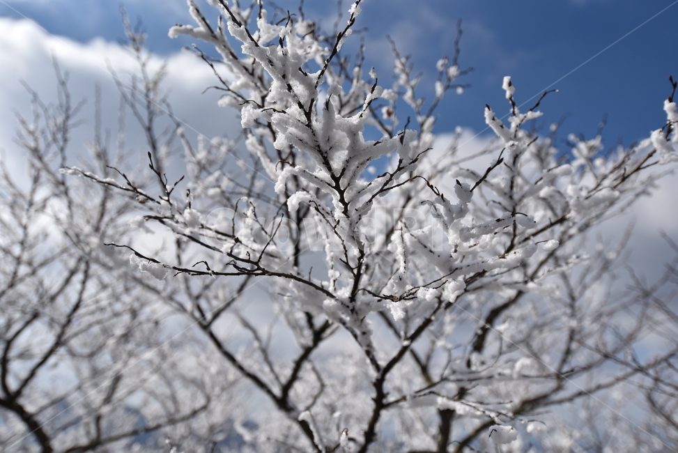눈꽃,나무,눈,겨울,ice,자연,snow,outdoors,나뭇가지,흰색,하늘,겨울,계절,winter,season,나무,trees,wood