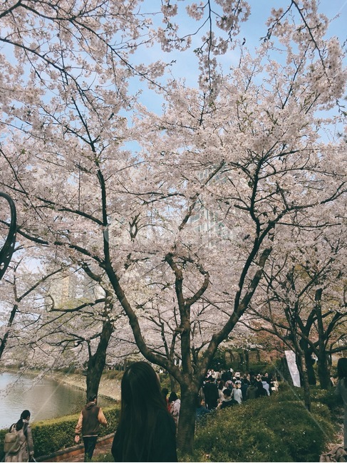 뒷모습,풍경,벗꽃,봄,blossom,감성