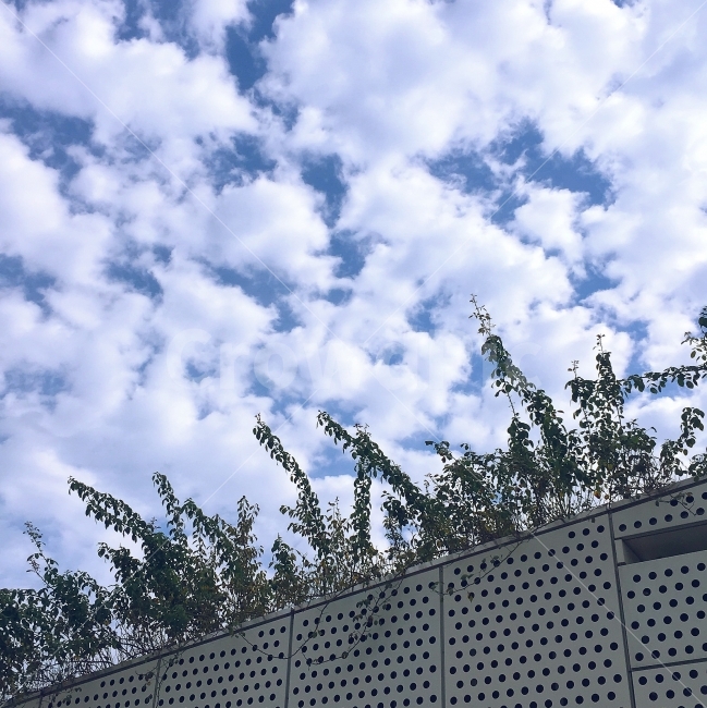 가을,하늘,구름,루프탑,아침,식물,자연,plants,nature