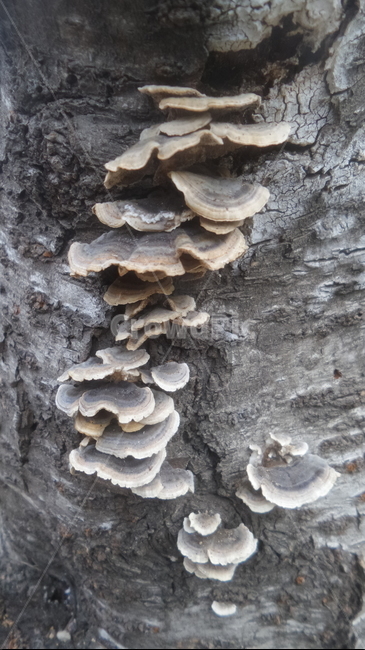 운지버섯,구름버섯,구멍장이버섯과,약용,목재부후균,버섯,mushroom
