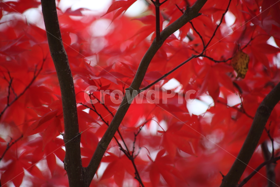 단풍,단풍나무,엽록소,가을,redleaves,가을,계절,fall,autumn,season,식물,자연,plants,nature,plant,leaf,잎,tree,나무,maple