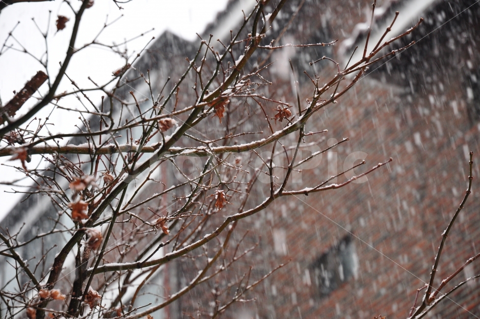겨울,함박눈,눈,가지,잎새,잎,나무,계절,winter,snow,snowy,season,fallingsnow,trees,branches,leaves,겨울,계절,winter,season,식물,자연,plants,nature