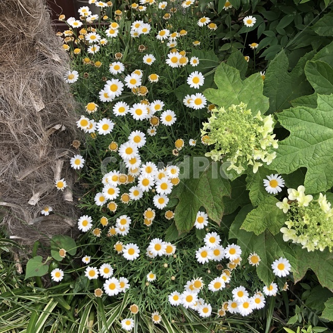 자연,계란꽃,꽃,길바닥,풀잎