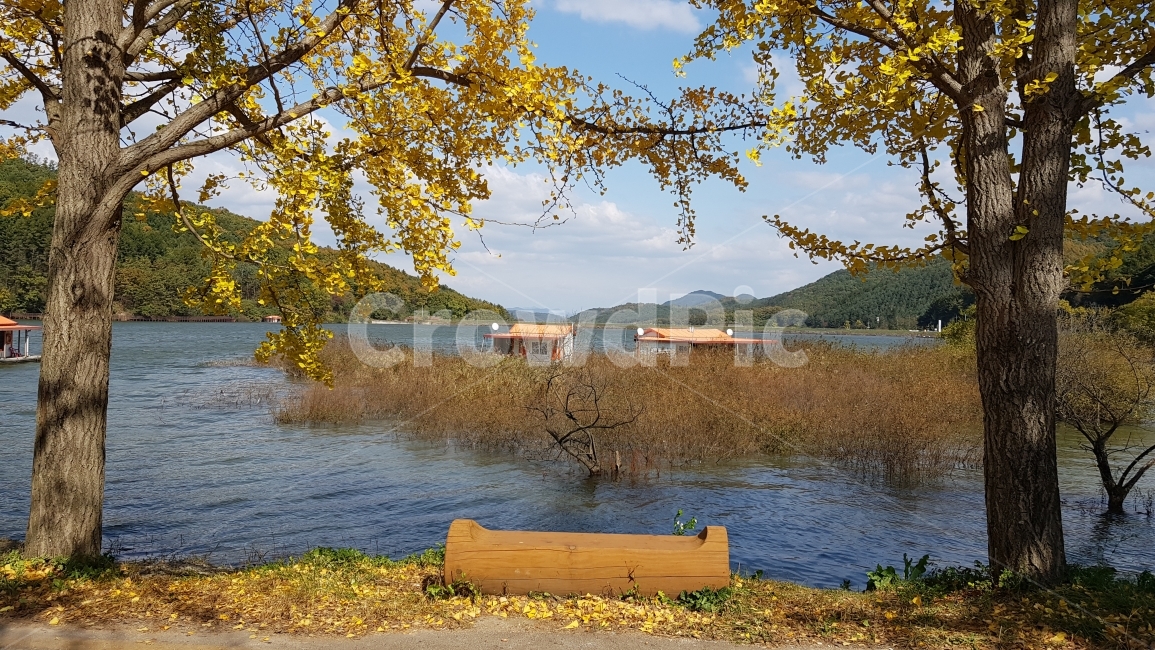 가을,풍경,저수지,은행,낙엽,가을,계절,fall,autumn,season,자연,풍경,nature,landscape,한국자연풍경,한국자연경관,korea nature landscape,식물,plants,나무,trees,wood,water,물,outdoors,옥외