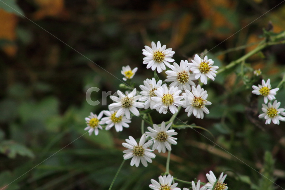 참취,식물,야생화,가을꽃,aster,식물,자연,plants,nature,꽃,flower