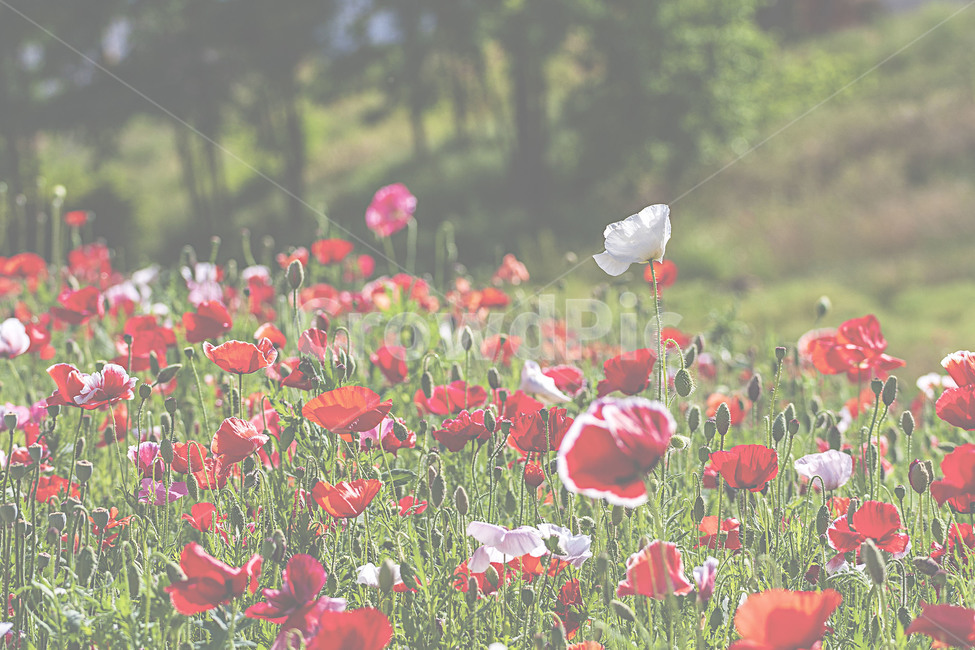 식물,자연,봄,꽃,양귀비,plants,nature,spring,flower,poppy