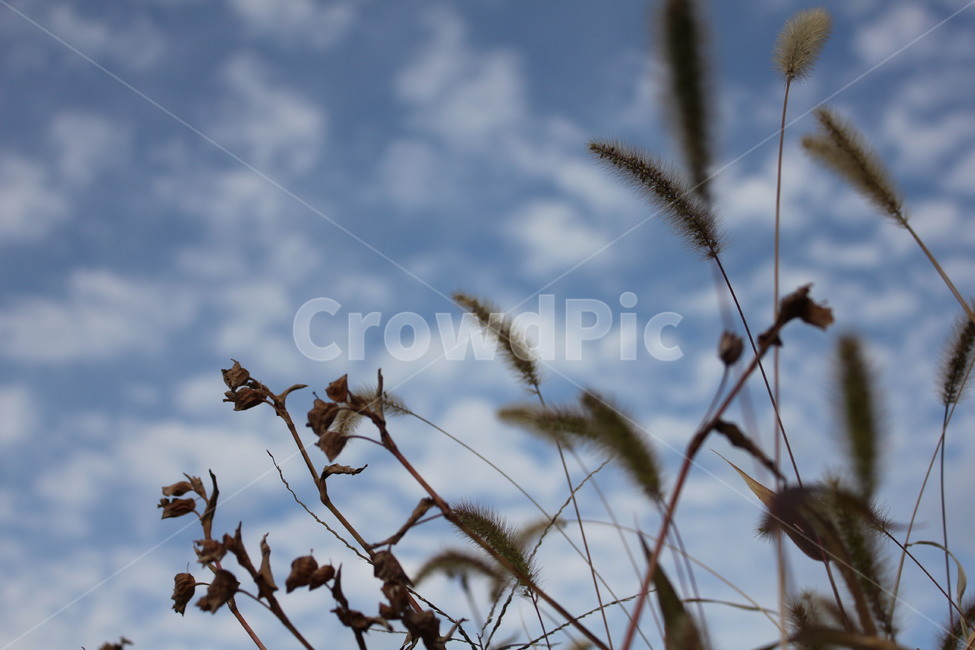 grass,잔디,plant,식물,강아지풀,옥상,구름,하늘,자연,날씨,적운,sky