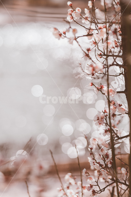 매화,봄,봄꽃,꽃,매화꽃,봄,계절,spring,season,식물,자연,plants,nature,꽃,flower,plant