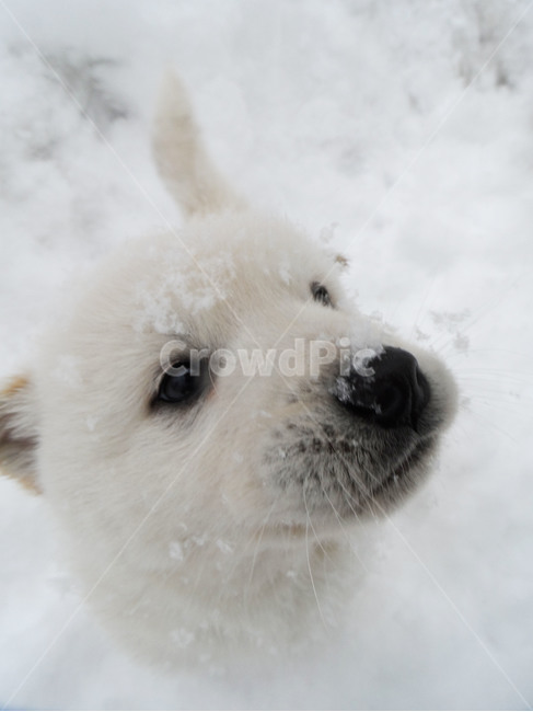 강아지,동물,시골개,인절미,눈,멍멍이,눈오는날,댕댕이,시골강아지,새끼,새끼강아지