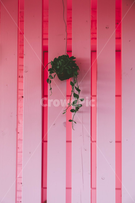 핑크,화분,감성,까페,덩쿨,분위기,식물,자연,plants,nature,색깔,색상,색채,색감,color sense,color sensitivity,feeling of color